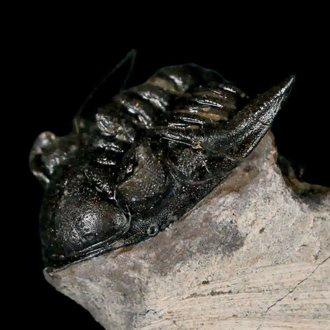 1.6" Metacanthina Issoumourensis Trilobite Fossil Devonian Age 400 Mil Yrs Old COA - Fossil Age Minerals