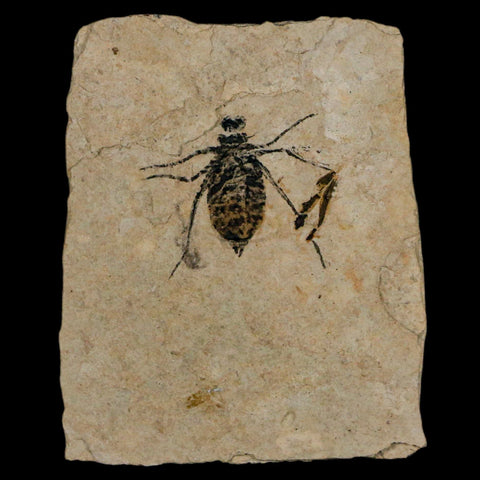 0.7" Dragonfly Larvae Fossil Libellula Doris Plate Upper Miocene Piemont Italy Display - Fossil Age Minerals