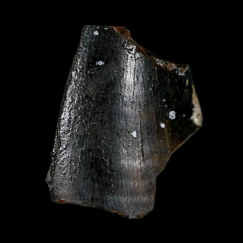 1" Tyrannosaurus Rex Fossil Tooth Section Lance Creek Cretaceous Dinosaur WY COA - Fossil Age Minerals