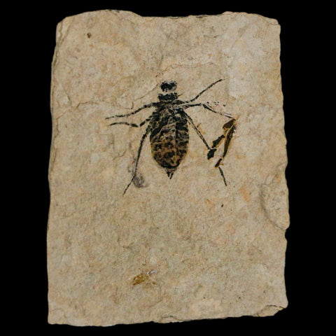 0.7" Dragonfly Larvae Fossil Libellula Doris Plate Upper Miocene Piemont Italy Display - Fossil Age Minerals