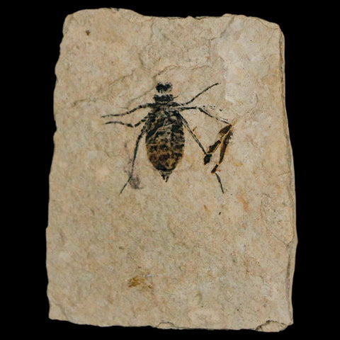 0.7" Dragonfly Larvae Fossil Libellula Doris Plate Upper Miocene Piemont Italy Display - Fossil Age Minerals