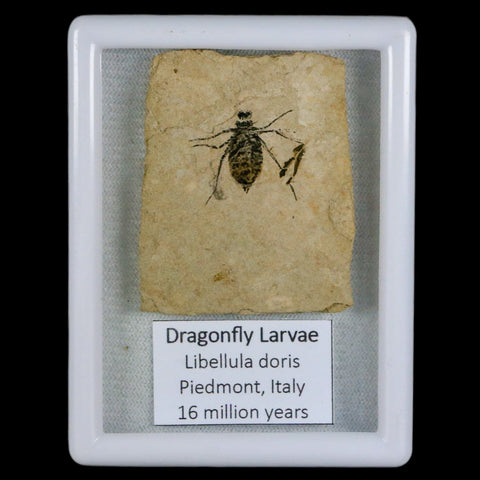 0.7" Dragonfly Larvae Fossil Libellula Doris Plate Upper Miocene Piemont Italy Display - Fossil Age Minerals