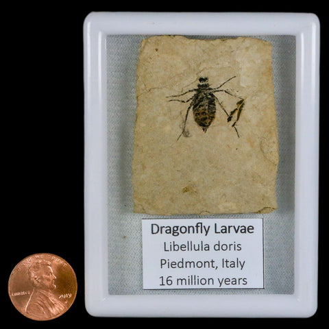 0.7" Dragonfly Larvae Fossil Libellula Doris Plate Upper Miocene Piemont Italy Display - Fossil Age Minerals