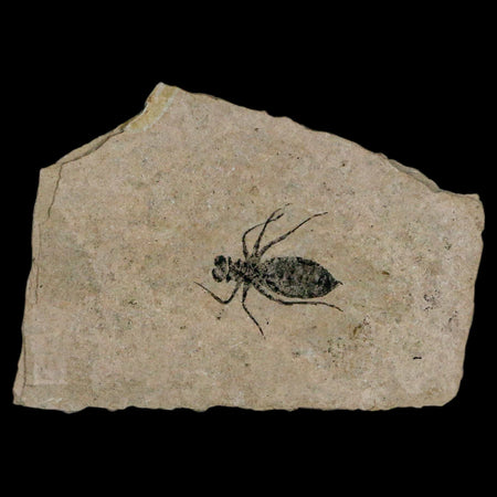 0.8" Dragonfly Larvae Fossil Libellula Doris Plate Upper Miocene Piemont Italy Display