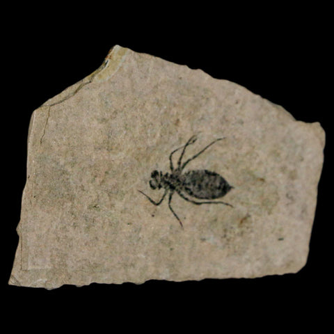 0.8" Dragonfly Larvae Fossil Libellula Doris Plate Upper Miocene Piemont Italy Display - Fossil Age Minerals