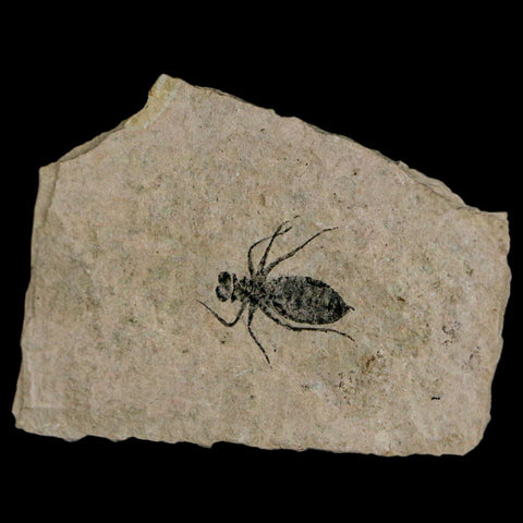 0.8" Dragonfly Larvae Fossil Libellula Doris Plate Upper Miocene Piemont Italy Display - Fossil Age Minerals