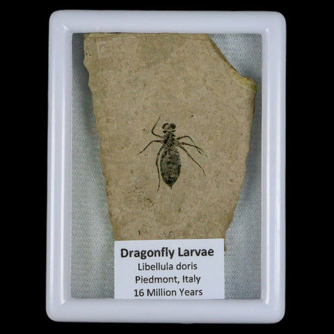 0.8" Dragonfly Larvae Fossil Libellula Doris Plate Upper Miocene Piemont Italy Display - Fossil Age Minerals