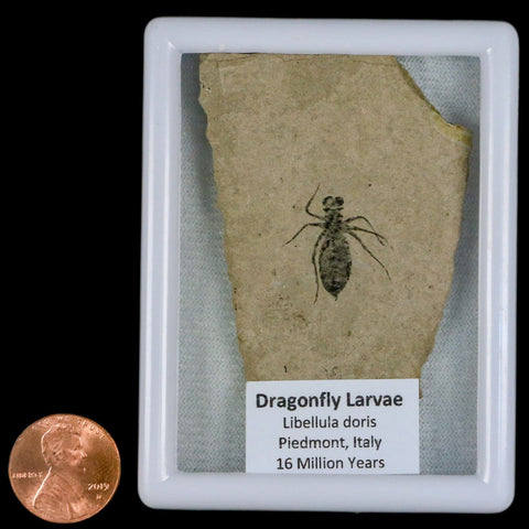 0.8" Dragonfly Larvae Fossil Libellula Doris Plate Upper Miocene Piemont Italy Display - Fossil Age Minerals