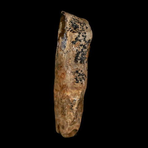 1.4" Tyrannosaurus Rex Fossil Tooth Section Lance Creek Cretaceous Dinosaur WY COA - Fossil Age Minerals