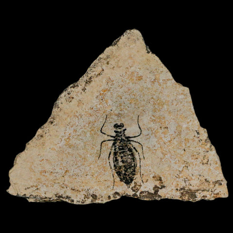 0.9" Dragonfly Larvae Fossil Libellula Doris Plate Upper Miocene Piemont Italy Display - Fossil Age Minerals