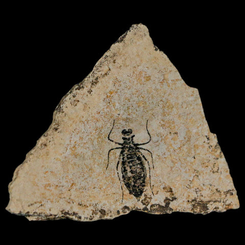 0.9" Dragonfly Larvae Fossil Libellula Doris Plate Upper Miocene Piemont Italy Display - Fossil Age Minerals