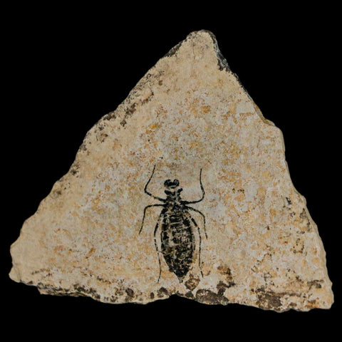 0.9" Dragonfly Larvae Fossil Libellula Doris Plate Upper Miocene Piemont Italy Display - Fossil Age Minerals