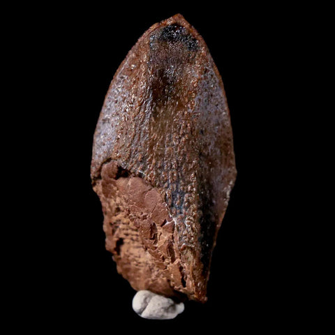 XL 1.2" Gryposaurus Fossil Tooth Duck-Billed Dinosaur Judith River MT COA, Display - Fossil Age Minerals
