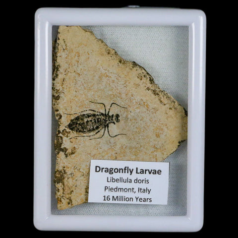 0.9" Dragonfly Larvae Fossil Libellula Doris Plate Upper Miocene Piemont Italy Display - Fossil Age Minerals