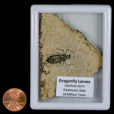 0.9" Dragonfly Larvae Fossil Libellula Doris Plate Upper Miocene Piemont Italy Display - Fossil Age Minerals