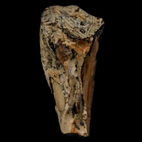 XXL 1.1" Triceratops Fossil Tooth Hell Creek FM Cretaceous Dinosaur MT COA & Display - Fossil Age Minerals