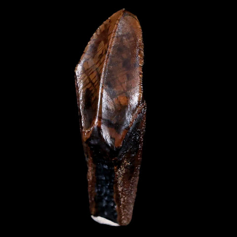 XL 1.4" Gryposaurus Fossil Tooth Duck-Billed Dinosaur Judith River MT COA, Display - Fossil Age Minerals
