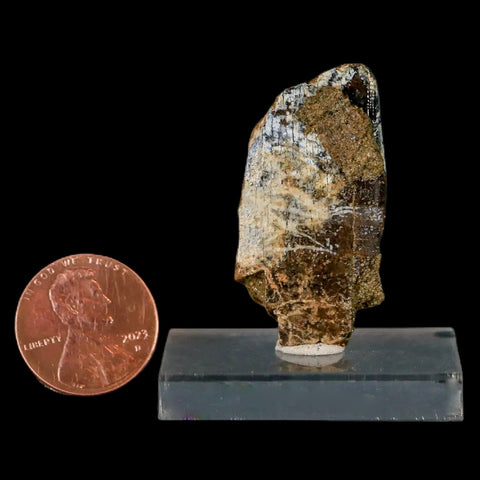 1.5" Tyrannosaurus Rex Fossil Tooth Section Lance Creek Cretaceous Dinosaur WY COA - Fossil Age Minerals