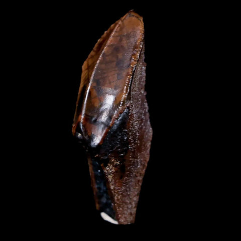 XL 1.4" Gryposaurus Fossil Tooth Duck-Billed Dinosaur Judith River MT COA, Display - Fossil Age Minerals