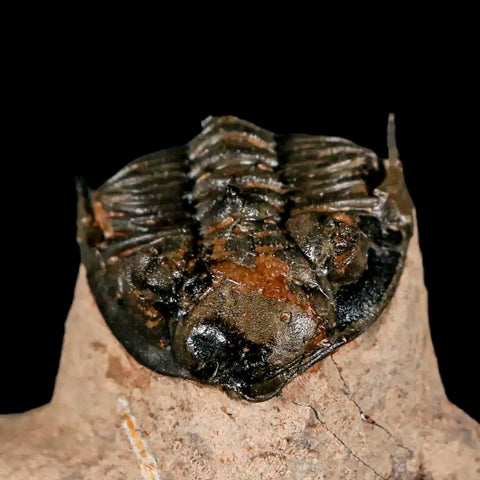 1.5" Metacanthina Issoumourensis Trilobite Fossil Devonian Age 400 Mil Yrs Old COA - Fossil Age Minerals