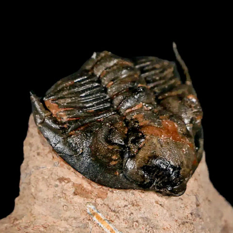 1.5" Metacanthina Issoumourensis Trilobite Fossil Devonian Age 400 Mil Yrs Old COA - Fossil Age Minerals