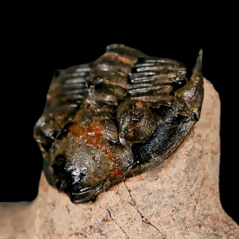 1.5" Metacanthina Issoumourensis Trilobite Fossil Devonian Age 400 Mil Yrs Old COA - Fossil Age Minerals