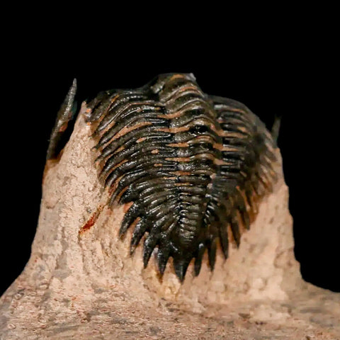 1.5" Metacanthina Issoumourensis Trilobite Fossil Devonian Age 400 Mil Yrs Old COA - Fossil Age Minerals