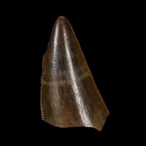 0.7" Tyrannosaurus Rex Fossil Tooth Tip Lance Creek Cretaceous Dinosaur WY COA - Fossil Age Minerals