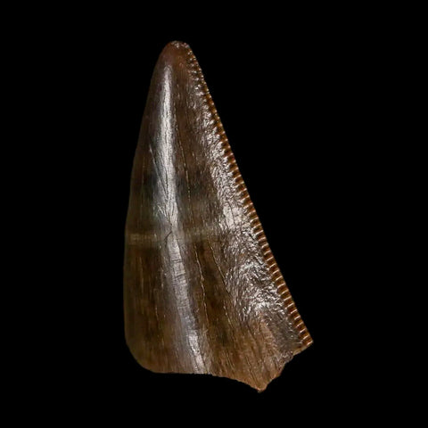 0.7" Tyrannosaurus Rex Fossil Tooth Tip Lance Creek Cretaceous Dinosaur WY COA - Fossil Age Minerals