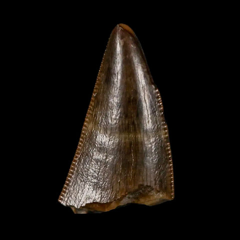 0.7" Tyrannosaurus Rex Fossil Tooth Tip Lance Creek Cretaceous Dinosaur WY COA - Fossil Age Minerals