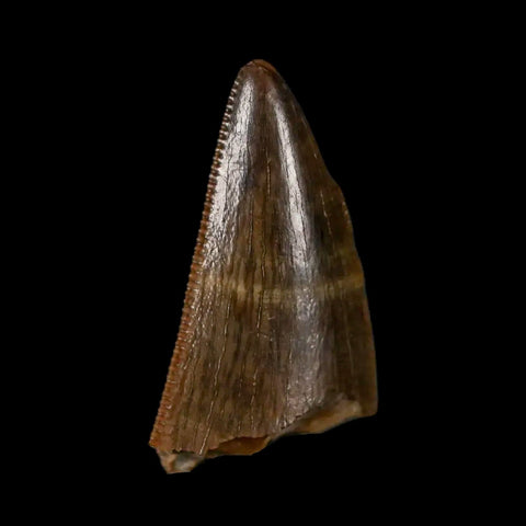 0.7" Tyrannosaurus Rex Fossil Tooth Tip Lance Creek Cretaceous Dinosaur WY COA - Fossil Age Minerals