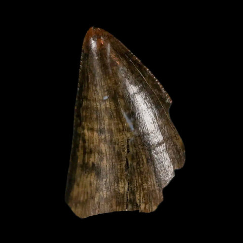 0.7" Tyrannosaurus Rex Fossil Tooth Tip Lance Creek Cretaceous Dinosaur WY COA - Fossil Age Minerals