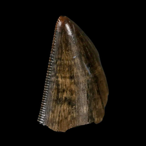 0.7" Tyrannosaurus Rex Fossil Tooth Tip Lance Creek Cretaceous Dinosaur WY COA - Fossil Age Minerals