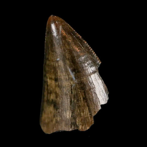 0.7" Tyrannosaurus Rex Fossil Tooth Tip Lance Creek Cretaceous Dinosaur WY COA - Fossil Age Minerals