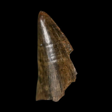 0.7" Tyrannosaurus Rex Fossil Tooth Tip Lance Creek Cretaceous Dinosaur WY COA - Fossil Age Minerals