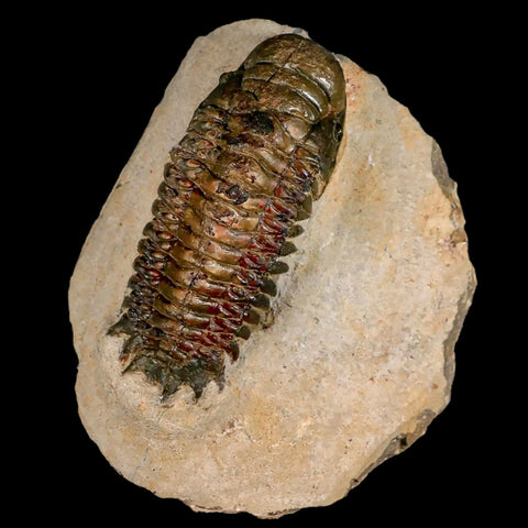 3.2" Crotalocephalus Gibbus Trilobite Fossil Morocco Devonian Age 400 Mil Yrs Old COA - Fossil Age Minerals