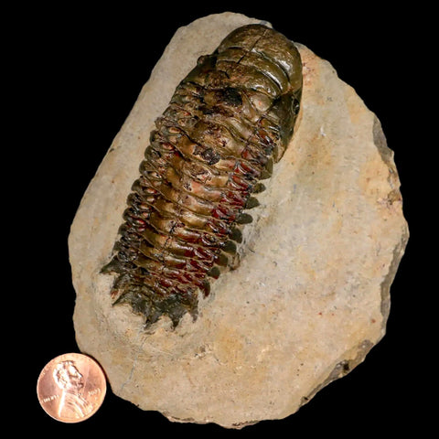 3.2" Crotalocephalus Gibbus Trilobite Fossil Morocco Devonian Age 400 Mil Yrs Old COA - Fossil Age Minerals