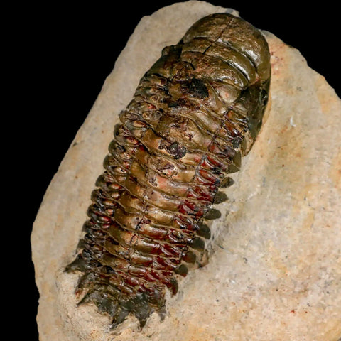 3.2" Crotalocephalus Gibbus Trilobite Fossil Morocco Devonian Age 400 Mil Yrs Old COA - Fossil Age Minerals