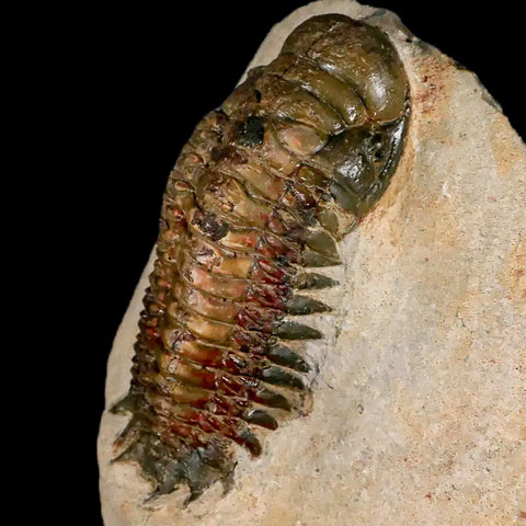 3.2" Crotalocephalus Gibbus Trilobite Fossil Morocco Devonian Age 400 Mil Yrs Old COA - Fossil Age Minerals