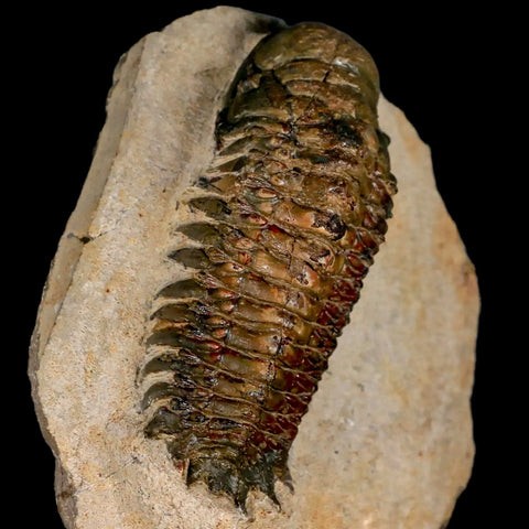 3.2" Crotalocephalus Gibbus Trilobite Fossil Morocco Devonian Age 400 Mil Yrs Old COA - Fossil Age Minerals