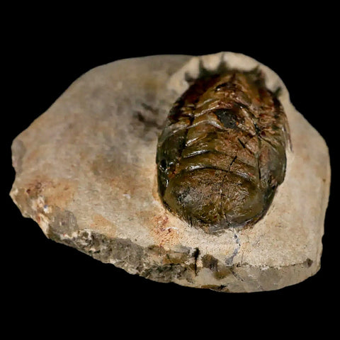 3.2" Crotalocephalus Gibbus Trilobite Fossil Morocco Devonian Age 400 Mil Yrs Old COA - Fossil Age Minerals