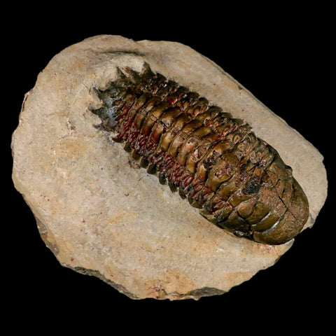 3.2" Crotalocephalus Gibbus Trilobite Fossil Morocco Devonian Age 400 Mil Yrs Old COA - Fossil Age Minerals