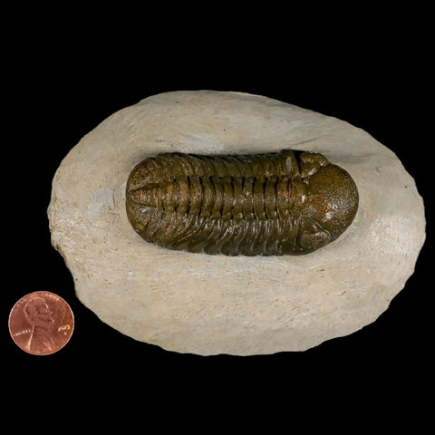 2.6" Moroccops Trilobite Fossil Devonian Morocco 400 Million Years Old COA - Fossil Age Minerals