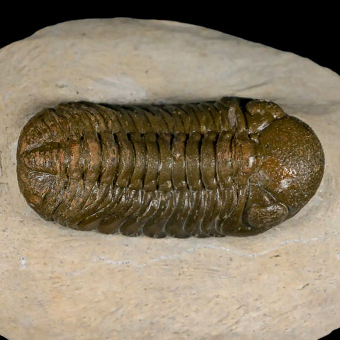 2.6" Moroccops Trilobite Fossil Devonian Morocco 400 Million Years Old COA - Fossil Age Minerals