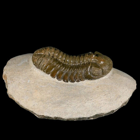 2.6" Moroccops Trilobite Fossil Devonian Morocco 400 Million Years Old COA - Fossil Age Minerals