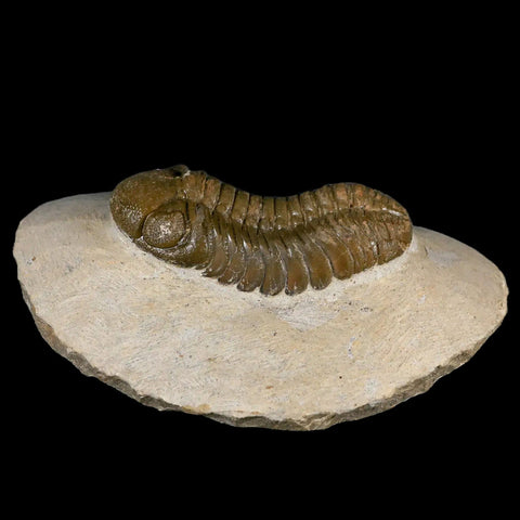 2.6" Moroccops Trilobite Fossil Devonian Morocco 400 Million Years Old COA - Fossil Age Minerals