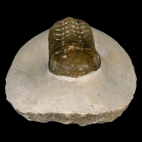 2.6" Moroccops Trilobite Fossil Devonian Morocco 400 Million Years Old COA - Fossil Age Minerals