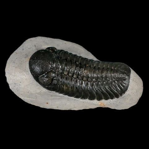 2.5" Moroccops Trilobite Fossil Devonian Morocco 400 Million Years Old COA - Fossil Age Minerals