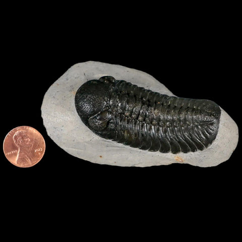 2.5" Moroccops Trilobite Fossil Devonian Morocco 400 Million Years Old COA - Fossil Age Minerals