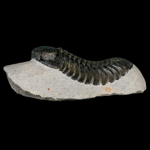 2.5" Moroccops Trilobite Fossil Devonian Morocco 400 Million Years Old COA - Fossil Age Minerals